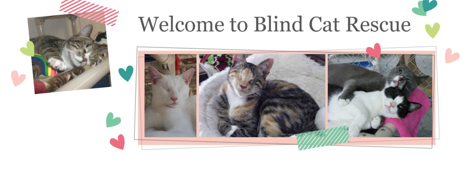 Blind Cat Rescue