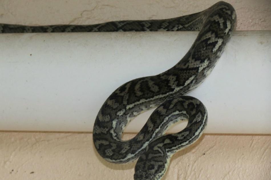 Aksi burung dimakan ular