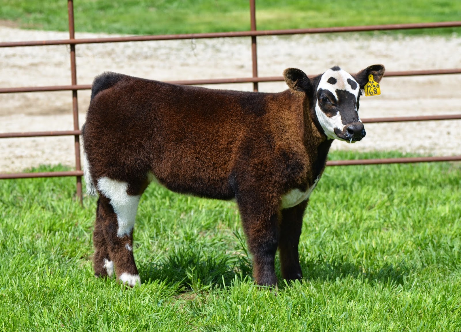 MITTAG Blog Staley Show Cattle Charter Oak, IA