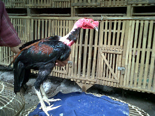 Lancuran Ayam Bangkok Super Edisi Lancuran Ayam Bangkok Super Edisi