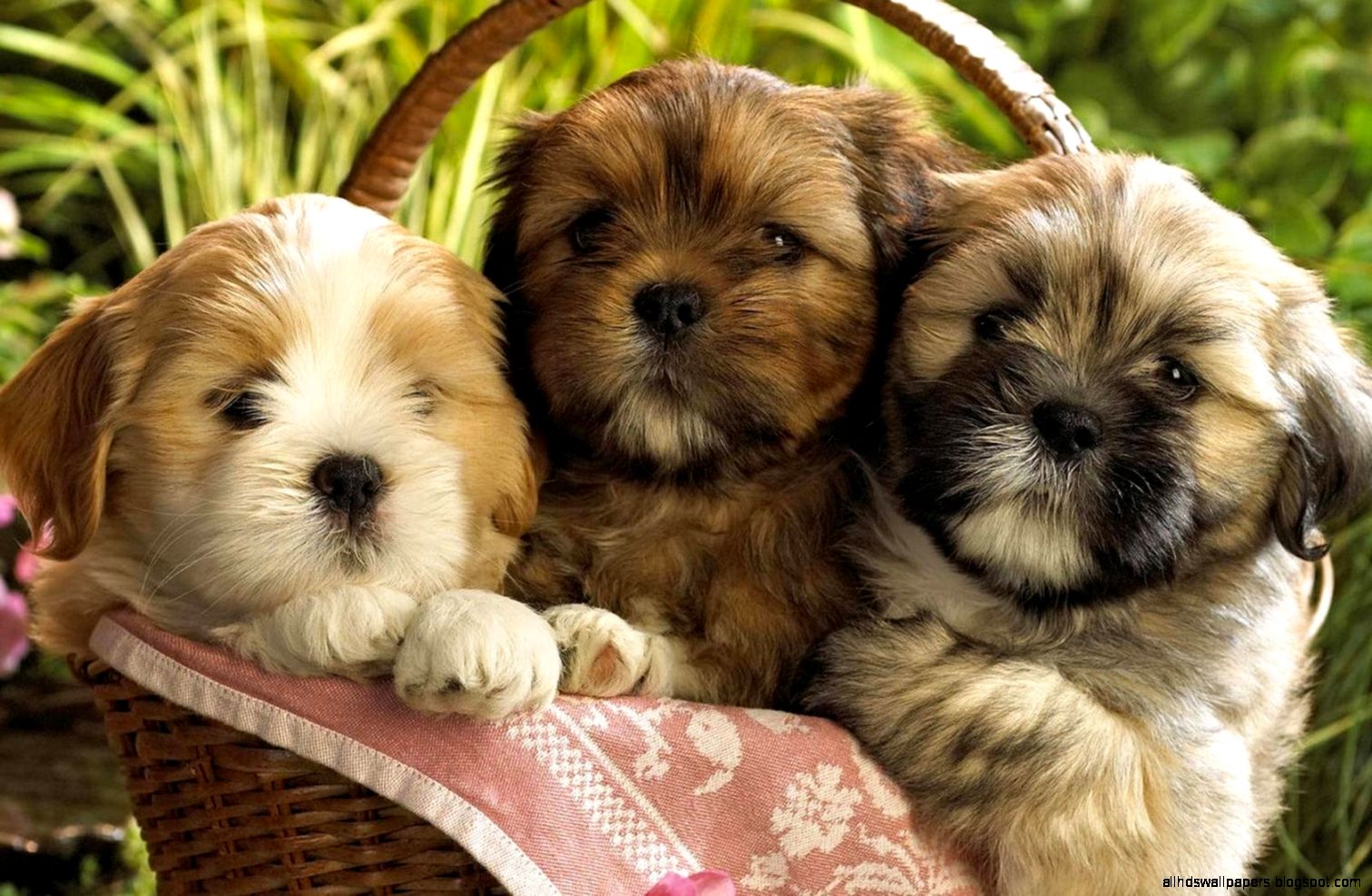 Image gallery for free puppy desktop wallpapers Image gallery for free puppy desktop wallpapers