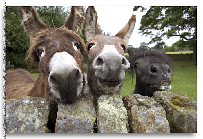 Funny%2BDonkey%2B%25286%2529.jpg