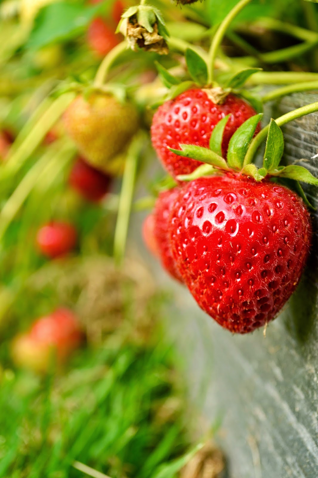 Strawberry patch snapshots