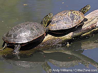 painted_turtle2.jpg