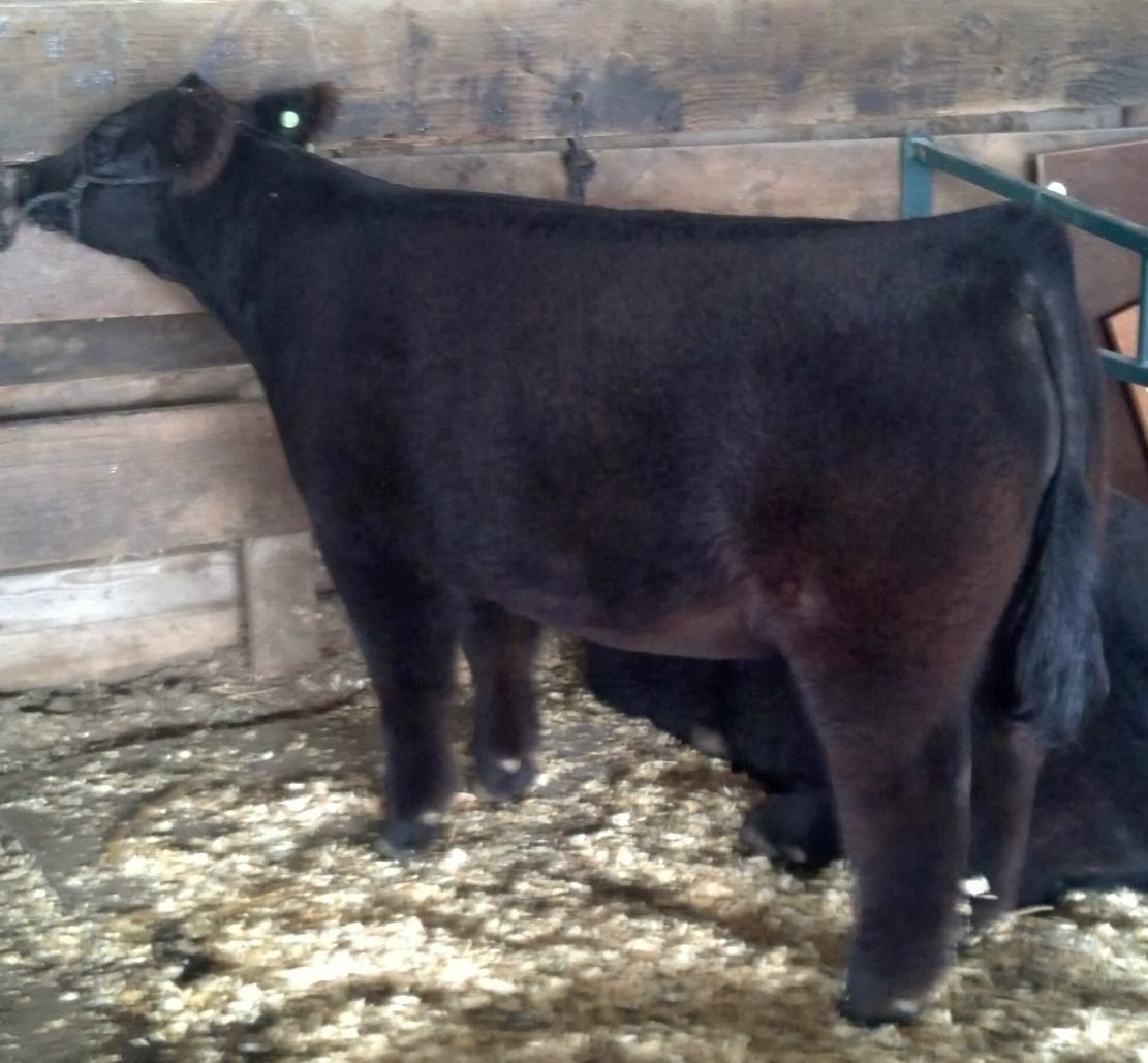 MITTAG Blog Ready For Iowa Beef Expo