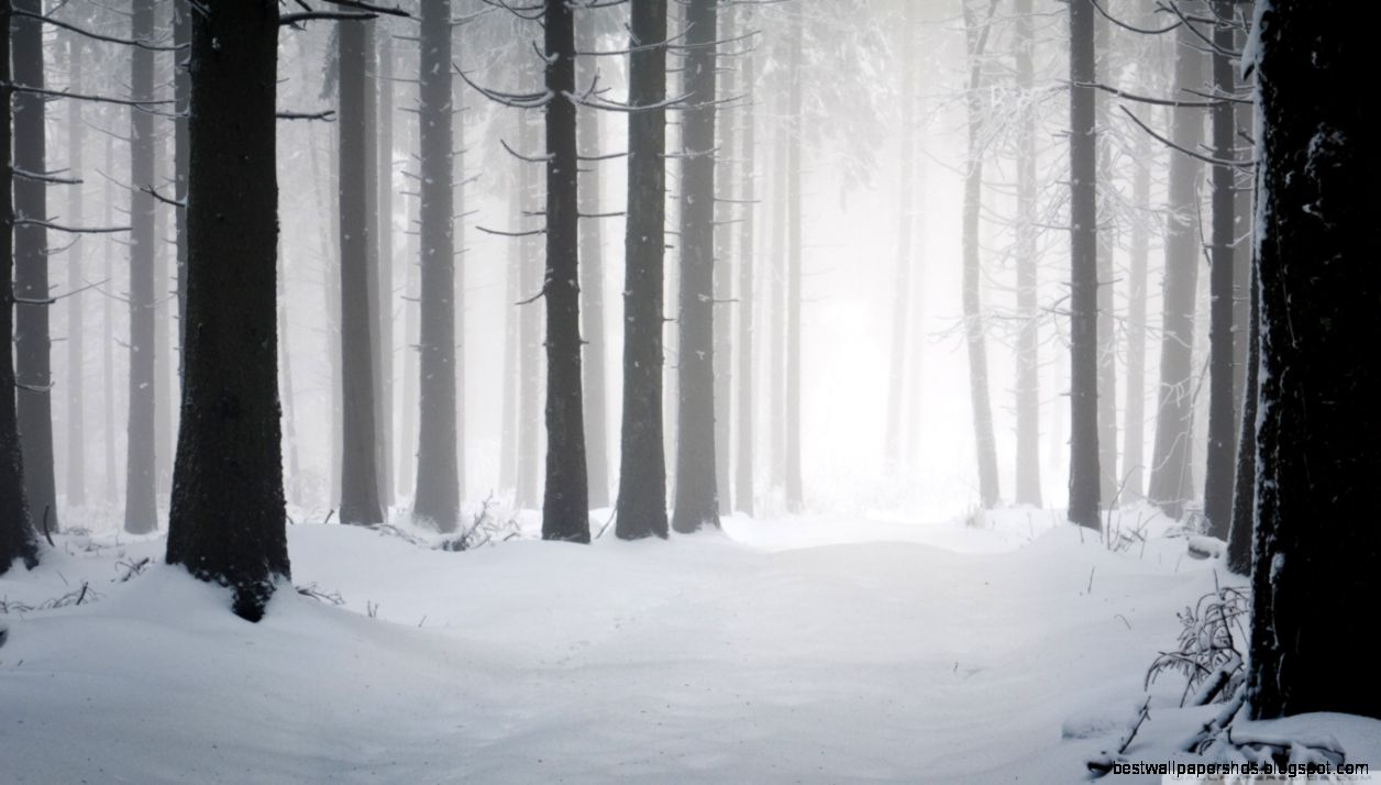 Forest Winter HD desktop wallpaper High Definition Fullscreen Forest Winter HD desktop wallpaper High Definition Fullscreen