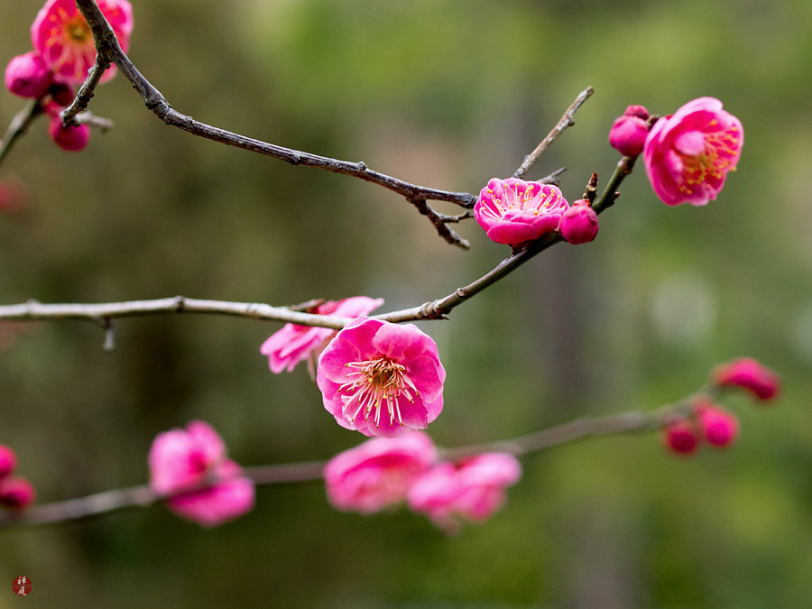 FROM THE GARDEN OF ZEN Ume (Prunus mume) flowers in Engakuji