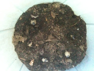 Seed potatoes in the garbage can before dirt covers them.
