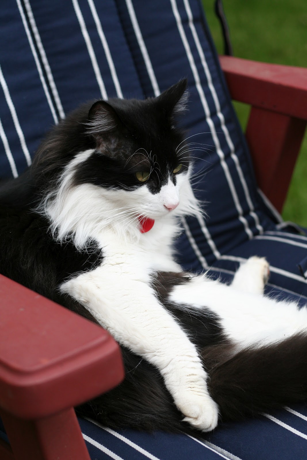 Tuxie on lawn chair 
