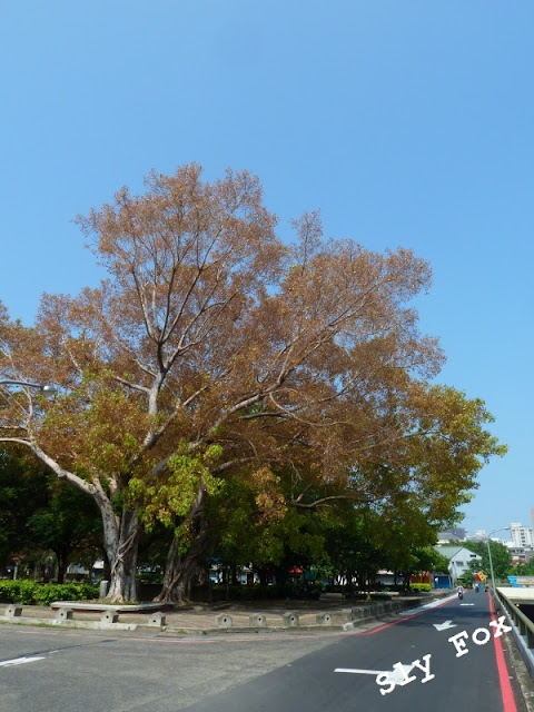 台南青年公園菩提樹