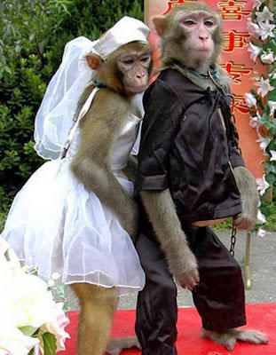http://beautifulhdimages.blogspot.com/2013/12/funny-monkey-pictures.html