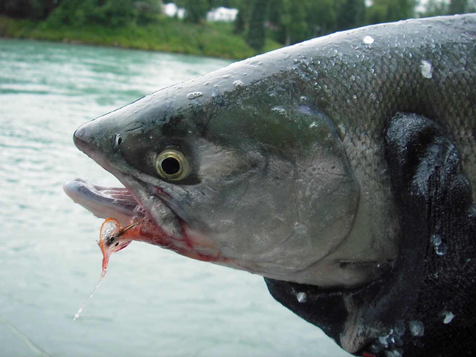 Slab Seeker Fishing Russian River Coho Fly