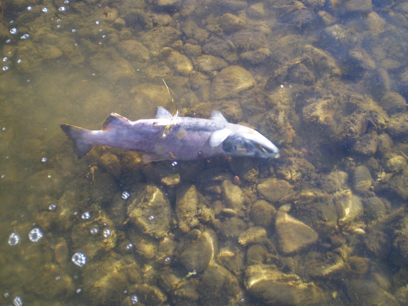 Fly Fishing the West with Howard The Kokanee Salmon's Spawning