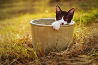 Alex Cat in the Pot 1 Cat in the Pot 1