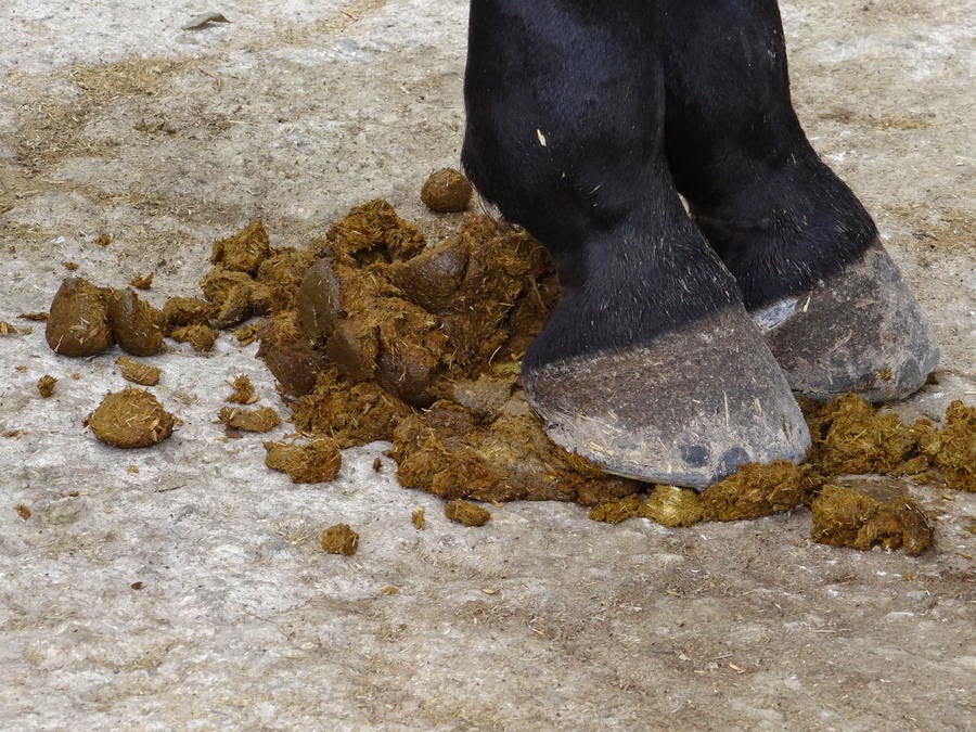 Just JoeP Horse Manure First Class Farts