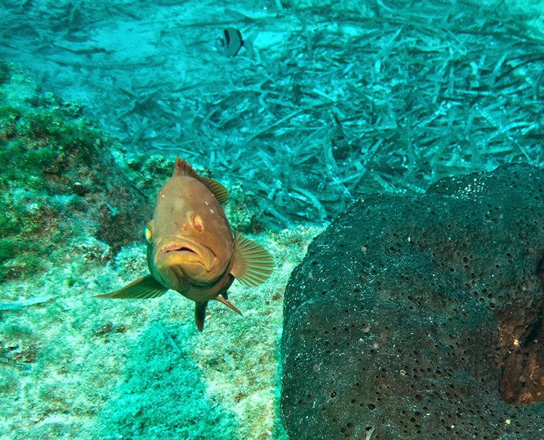 Scuba Tech Diving Centre, Cyprus Finding your Path underwater