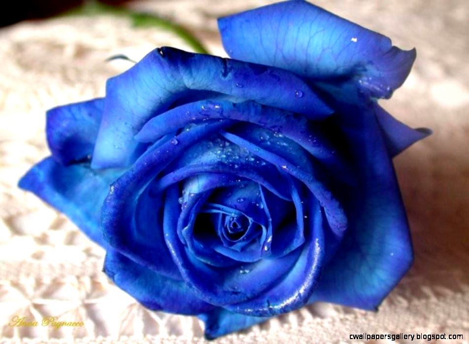 Beautiful Blue Rose Flowers for Valentine Flower Meanings Beautiful Blue Rose Flowers for Valentine Flower Meanings