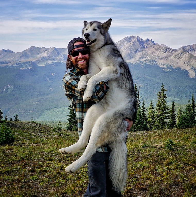 White Wolf Meet Loki The Wolf Dog That Loves Being Wild And Free