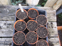 Allotment Growing - Autumn Sown Broad Beans - In Pots