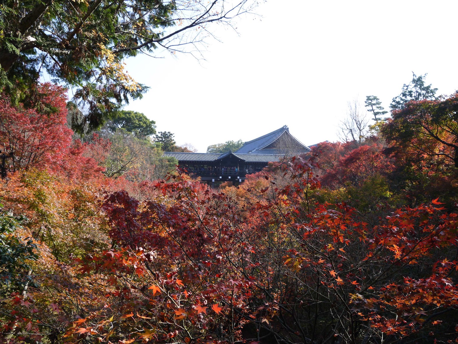 電波中女滯留日本 京都篇 尋找紅葉之旅 2 東福寺 即興清水寺