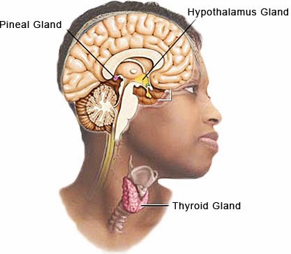 pineal hypothalamus thyroid using gland portal present tell if