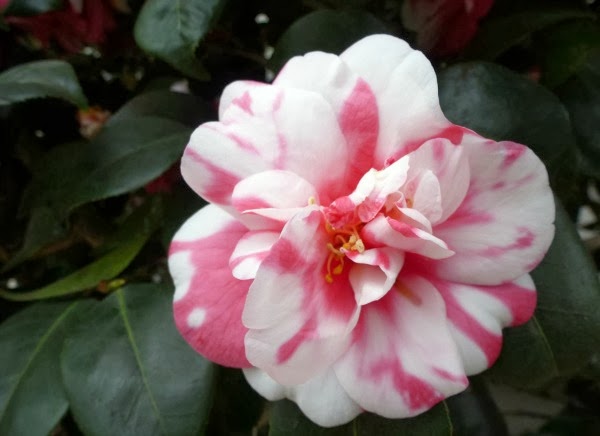 Camelia japónica 'Variegata' Camelia japónica 'Variegata'