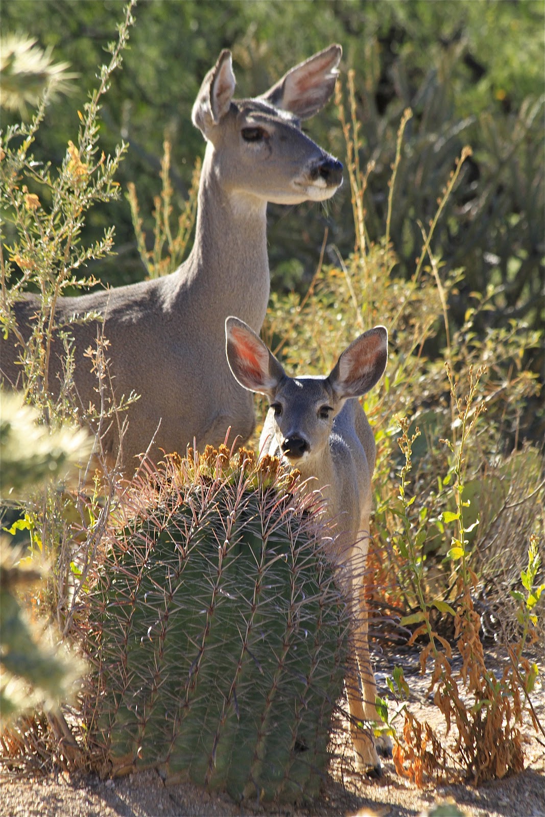 Sonoran Connection Sabino Canyon WIldlife