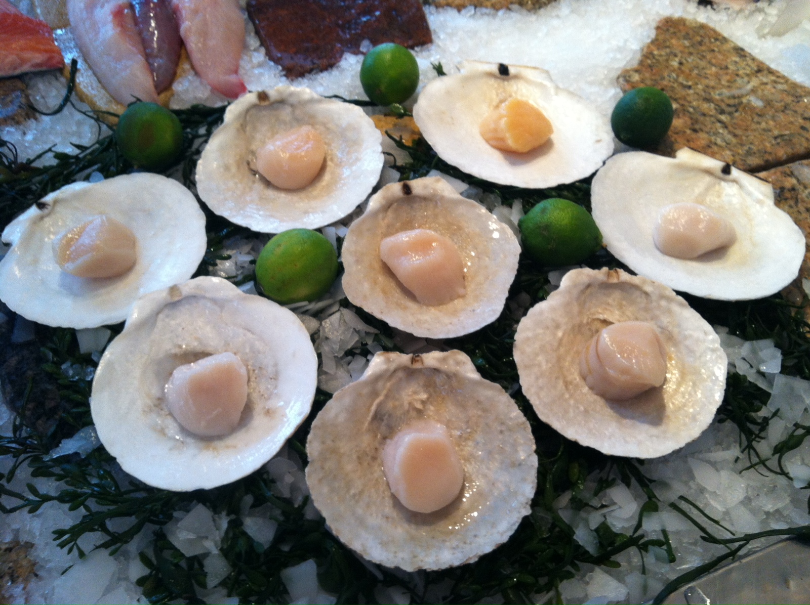 The Edible Ocean Scallops 101