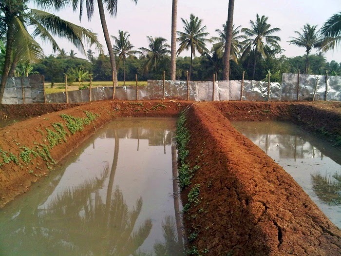 Budidaya Ikan Lele Di Kolam Tanah Kebunpedia