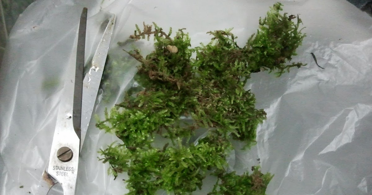 It's All About Aquascaping! HOW TO TIE JAVA MOSS ON DRIFTWOOD