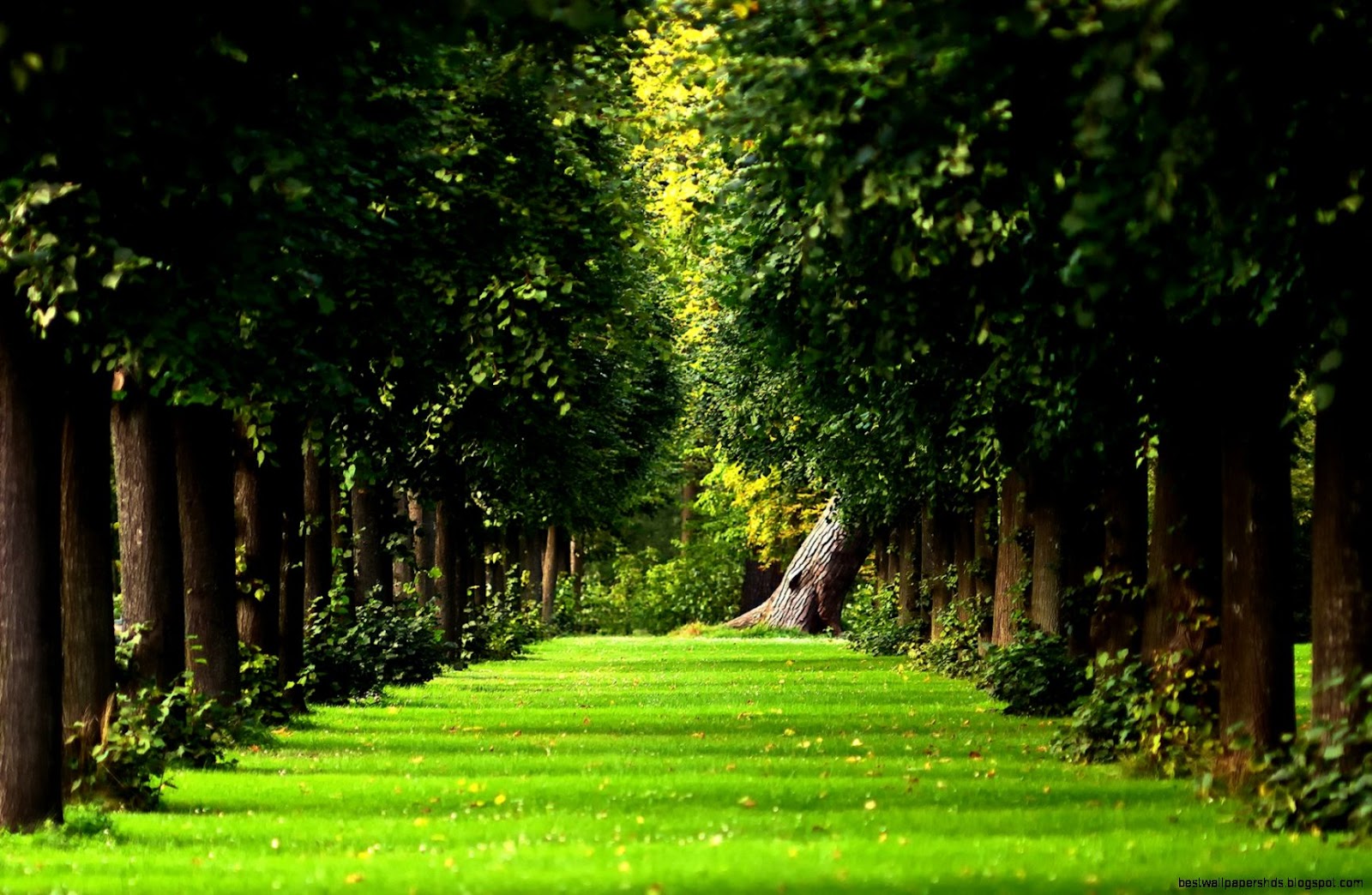 Beautiful Green Garden Beautiful Green Garden