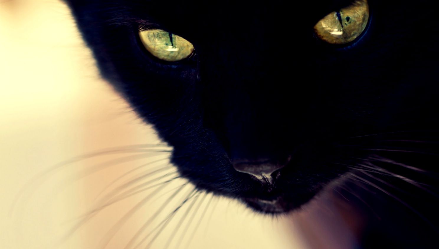 Black Cat Wallpaper Black Cat Wallpaper