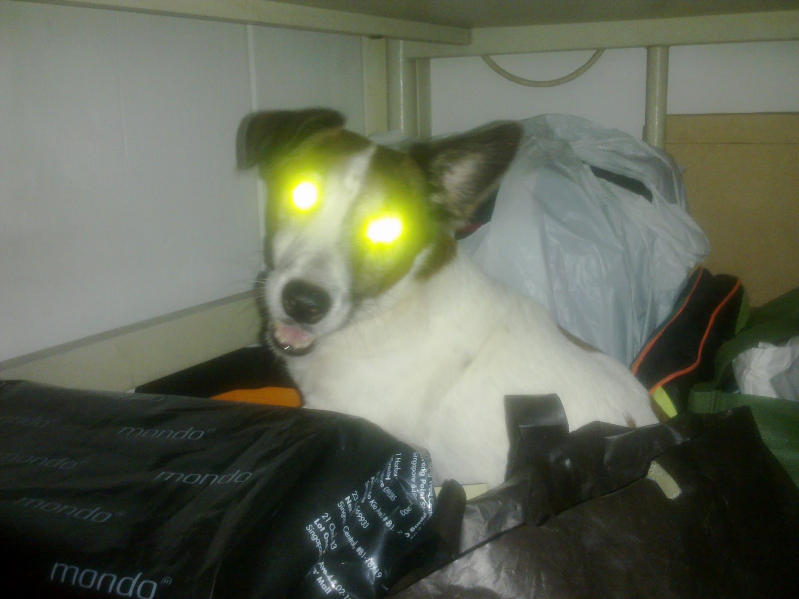 Chocolate, the Jack Russell Terrier A Singaporean In Australia