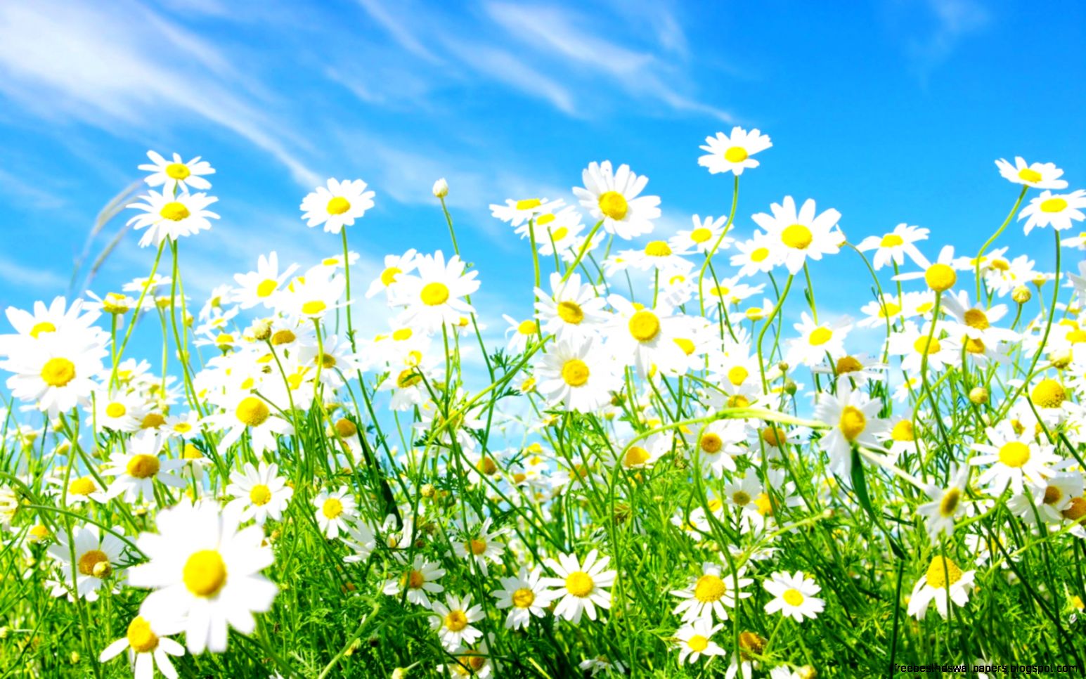 Interpretation of a dream in which you saw «Spring» Interpretation of a dream in which you saw «Spring»