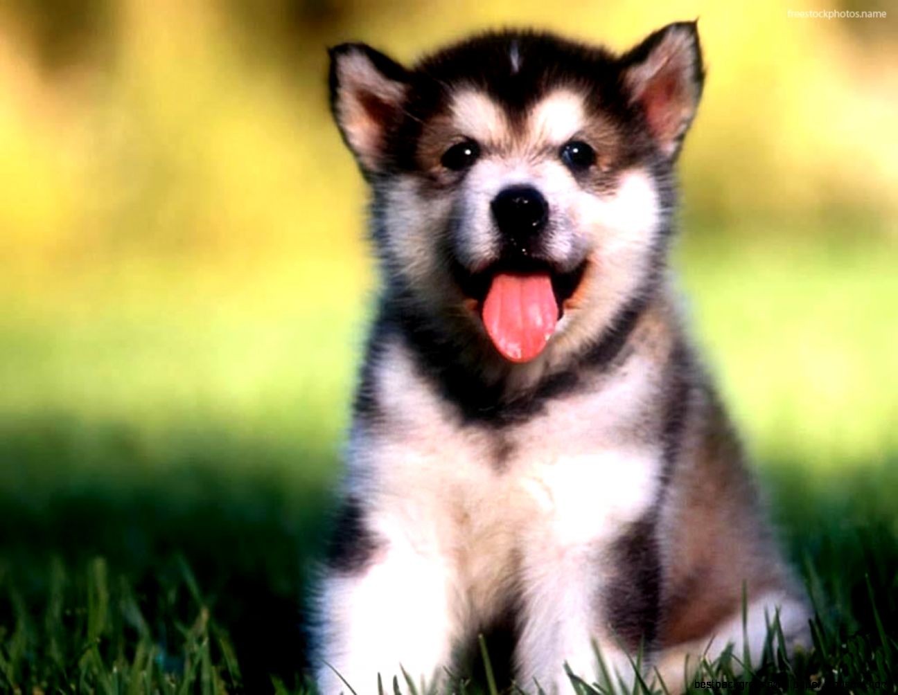 Cute Baby Dog   ImgMob Cute Baby Dog   ImgMob