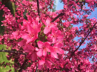 Spring Tree @ Center Drive