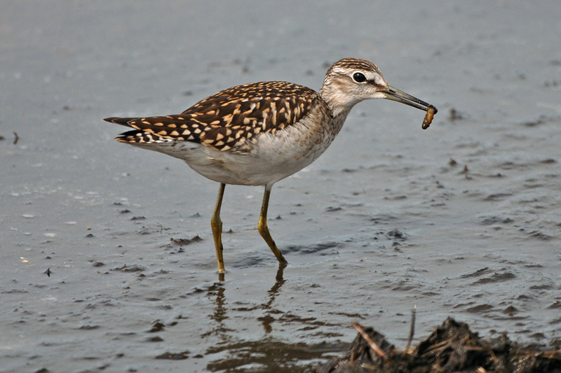 Birdwatch ID Blog Wood Sandpiper and Lesser Yellowlegs a cautionary tale