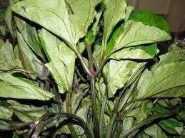 Benefits of Fluted Pumpkin Leaves (UGU) 1 Fluted%2BPumpkin%2BLeaves%2B(UGU)