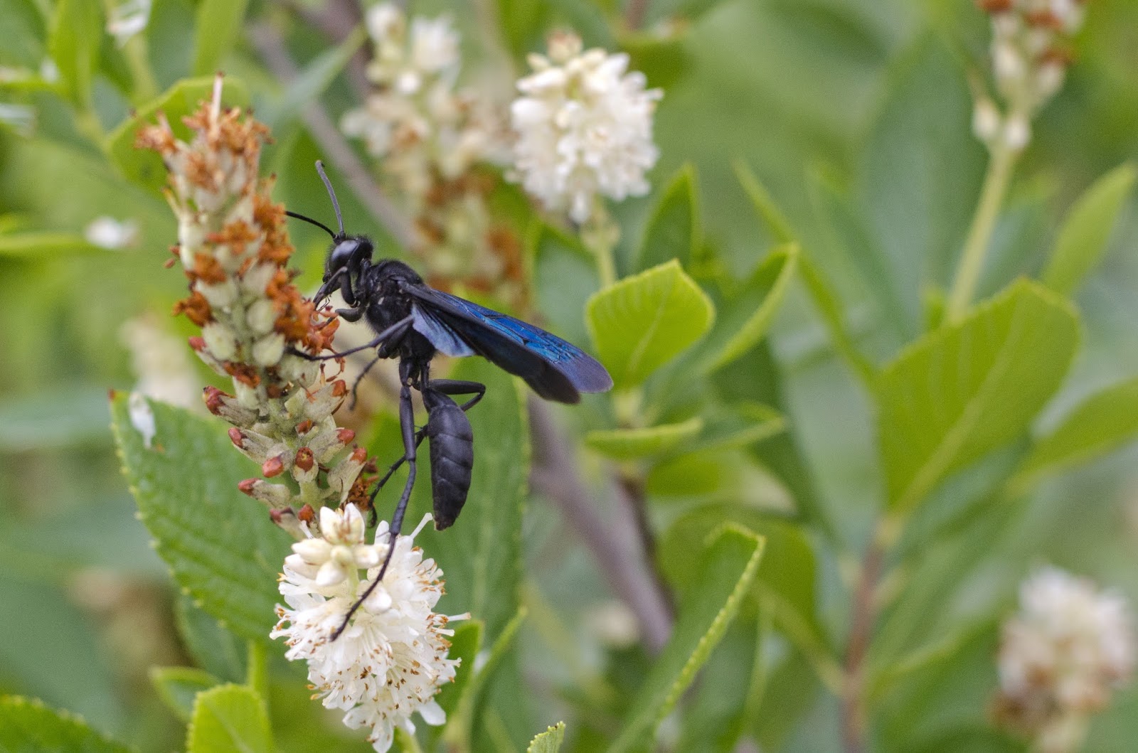 Great Black Wasp Focusing on Wildlife