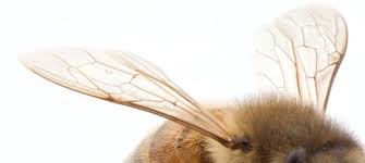 Buzzing Across America: Parts of a Honeybee