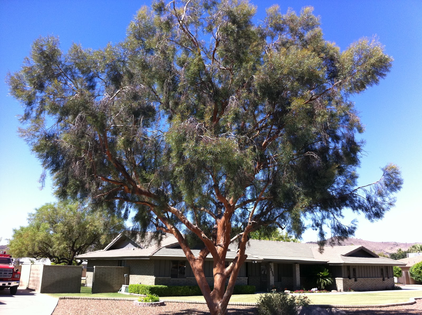 Tree Trimming Phoenix AZ