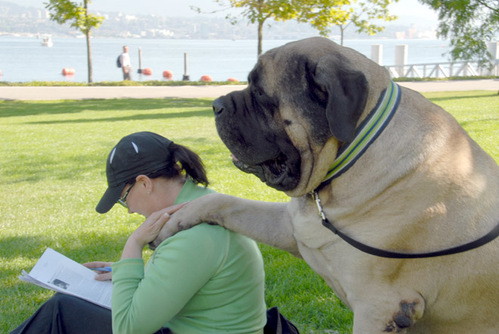 Photos Of Mastiffs