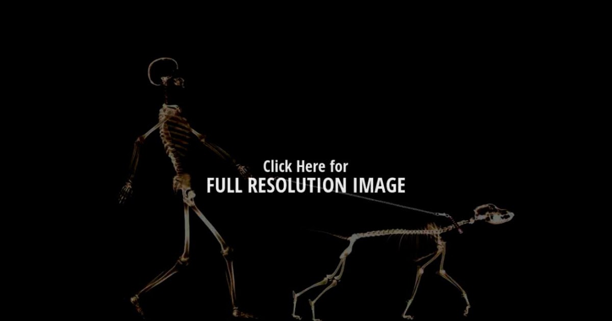 Funny Skeleton Walking Dog Wallpaper High Definitions Wallpapers