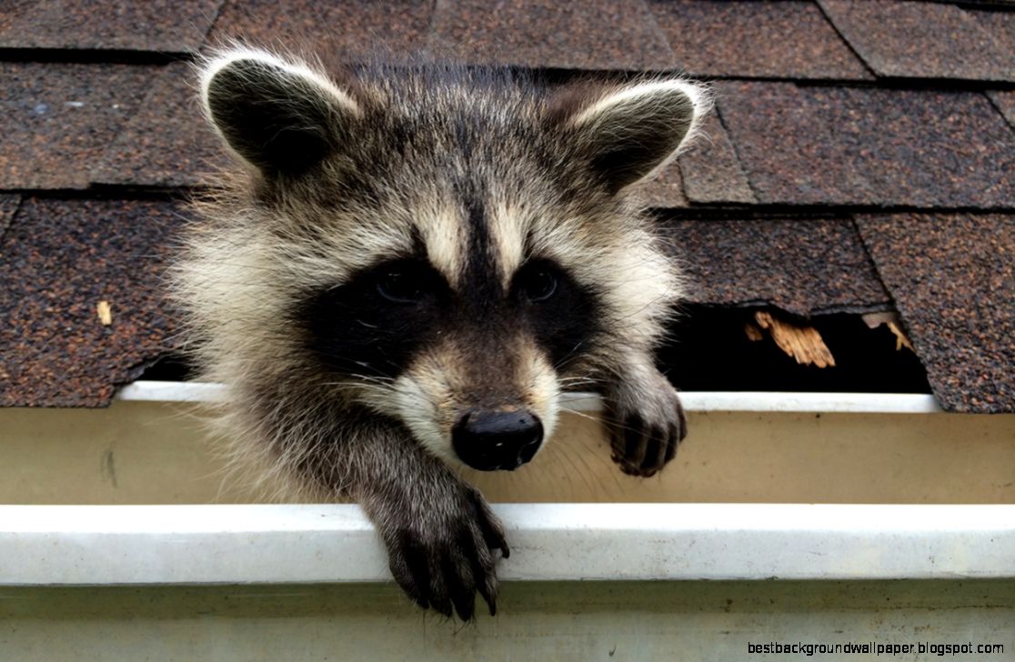 Backyard Bandits The Extraordinary Side of the Often Overlooked Backyard Bandits The Extraordinary Side of the Often Overlooked