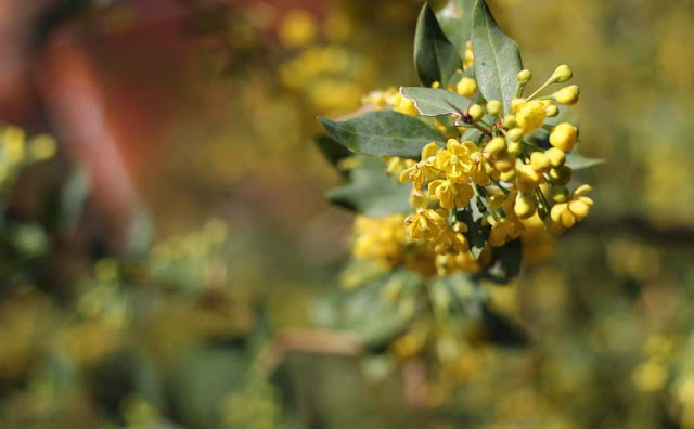 Berberis Pruinosa Flowers Pictures