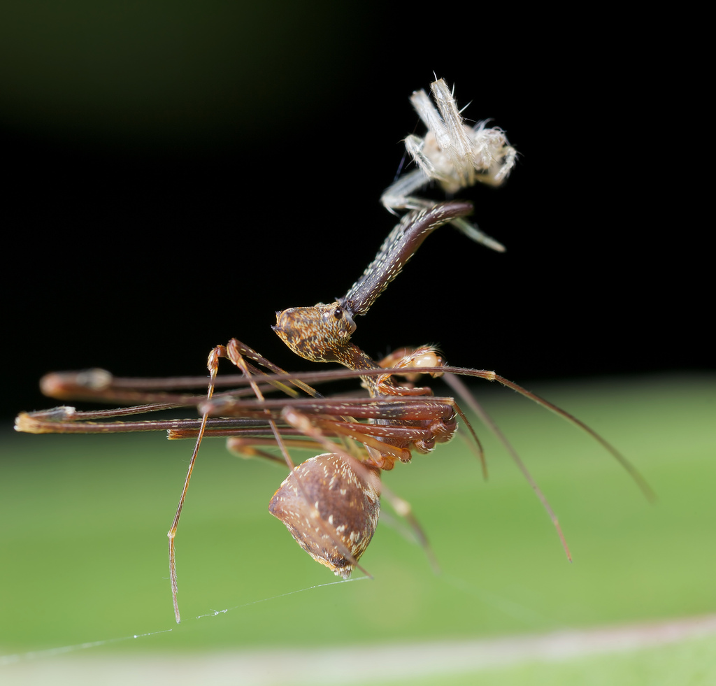 Animal Unique Pelican Spiders ( Assassin Spider)