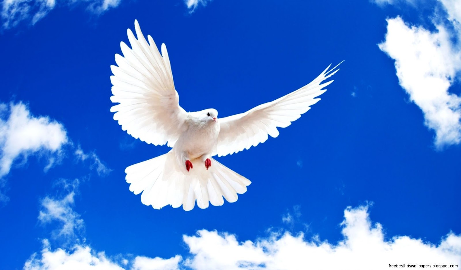 Beautiful White Doves Beautiful White Doves