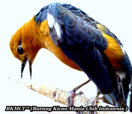 Cara Merawat Burung Anis Merah Agar Gacor Ngemplong Dan Teler