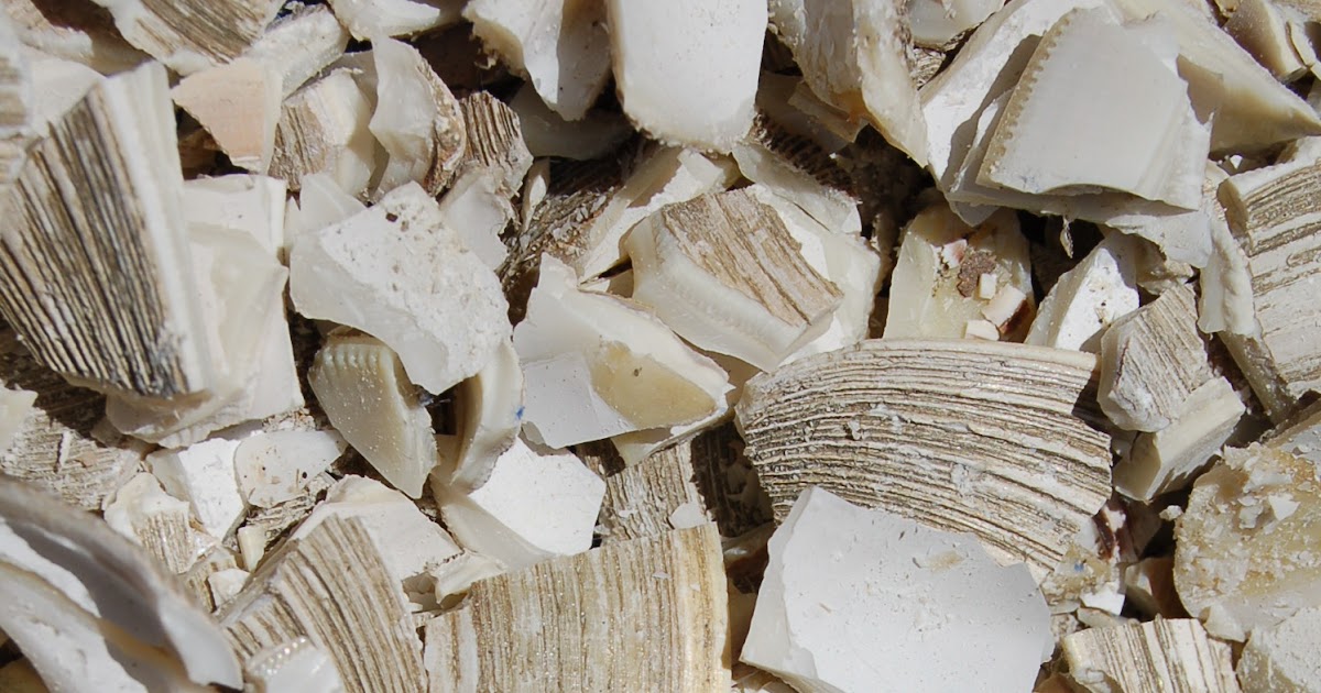 Starting a Permaculture Homestead Oyster shell fertilizer