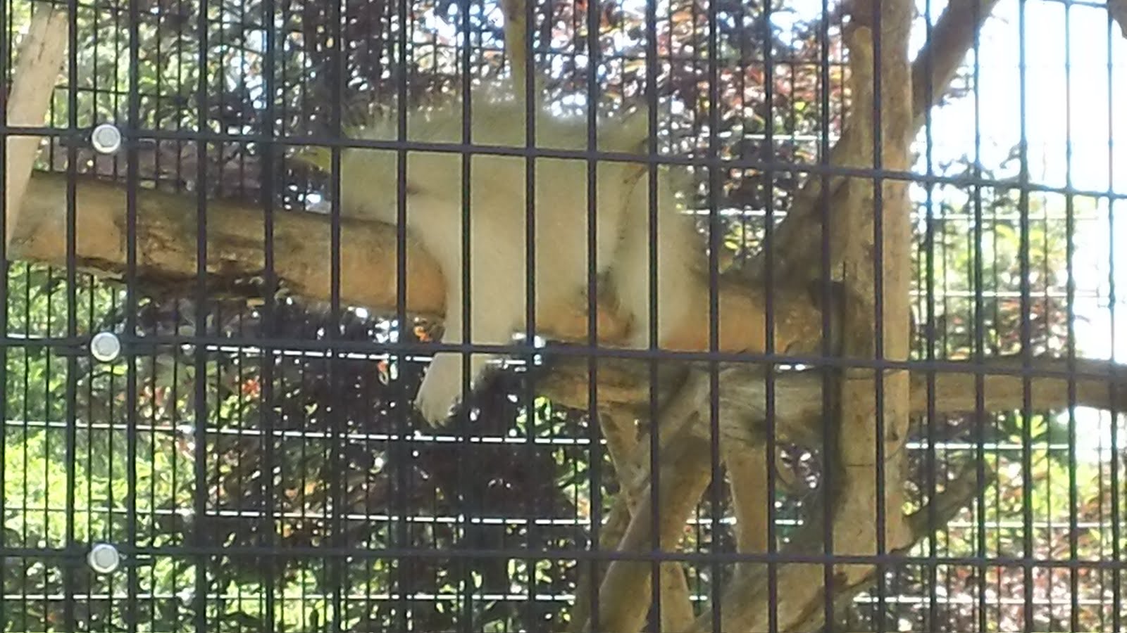 Willow Park Zoo